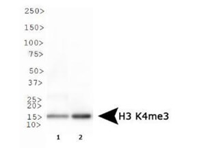 Histone H3 K4/me3 Western Blot