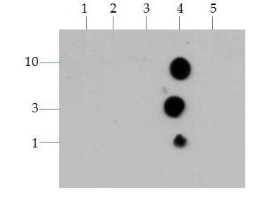 Histone H3 K4/me3 Dot Blot