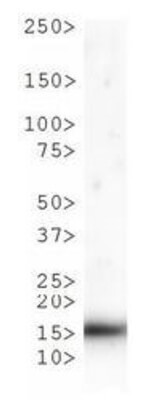 Histone H3 [Monomethyl Lys9, p Thr6] Western Blot