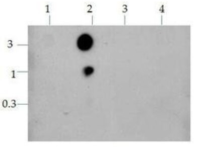 Histone H3 K9ac/K14ac Antibody Dot Blot