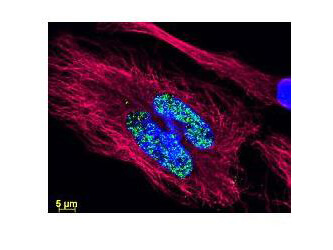 610-141-003 | Goat Anti-Mouse IgG Fc Antibody DyLight™ 488 610-141-003 | Goat Anti-Mouse IgG Fc Antibody DyLight™ 488