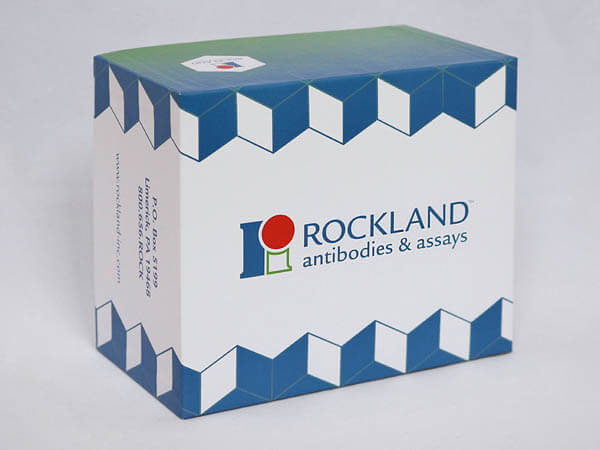Chemiluminescent Western Blot Kit BOX