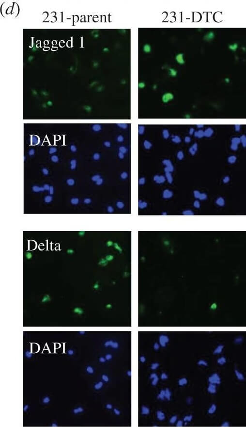 Immunocytochemistry of Anti-Jagged-1