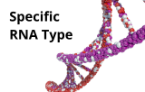 Specific RNA type 