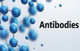 Antikörper