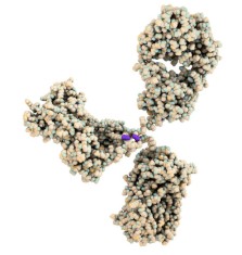 /upload/antibody-bduvkd.jpg