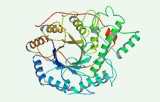 Beta-Amylase-Aktivitäts-Assay