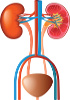 Harnsystem 