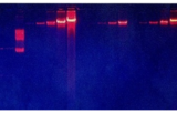 Ethidium Bromide