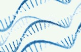 cDNA-Bibliotheken