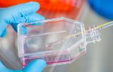 Cell Culture contamination elimination