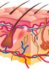 cDNA-Haut – Affe