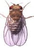 Anti-Drosophila Primary Antibody