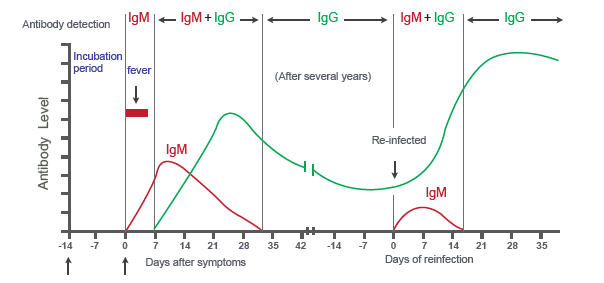 Sars Cov 2 Covid 19 Diagnosis By Igg Igm Rapid Test Biotrend