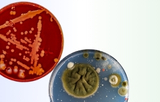 Mikrobiologie