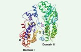 Isocitrat-Dehydrogenase-Aktivitätstest