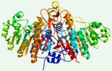 Phosphatase-Aktivitätsbestimmung