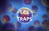 LC3 TRAPS