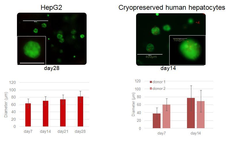 Biomimesys-liver-HepG2