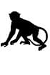 Rhesus macaque