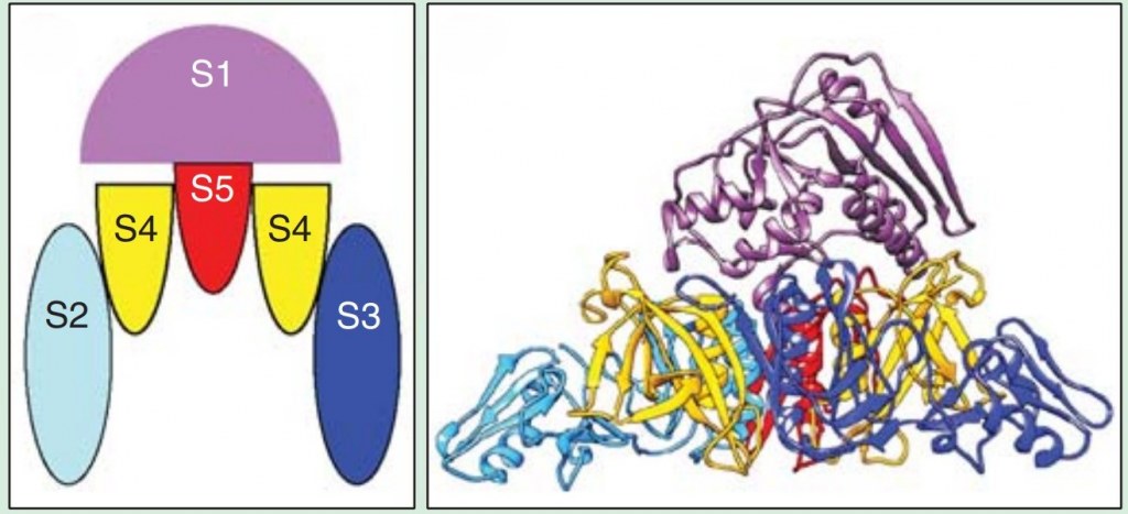 /upload/pertussis-toxin-vfewnb.jpg