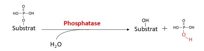 Phosphatase-Reaktion