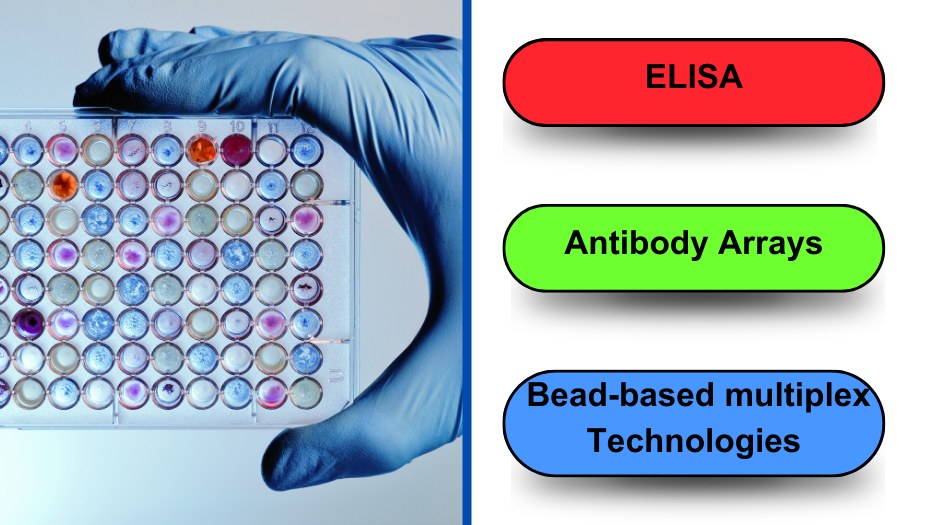 /upload/rembrandt-eber-detection-assay-a5-4faqbh.jpg