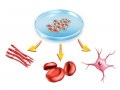 Custom service : Primary cells obtention