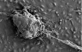 French Society of Extracellular Matrix Biology (SFBMEc)