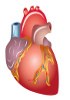 Human Paraffin Tissue Sections - Cardiac system