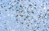 CD8