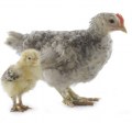 Custom service : Chicken polyclonals production