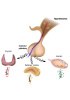 Endocrine system - Human RNA