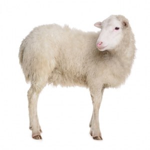 Custom service : Sheep polyclonals production