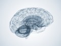 Biomimesys® Brain : A natural hydroscaffold for 3D culture of neuronal cells