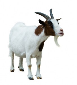 Custom service : Goat polyclonals production