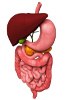 Human Paraffin Tissue Sections - Gastrointestinal system