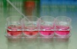 3D Cell Culture Media