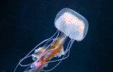 Based on jellyfish collagen