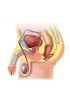 Human Paraffin Tissue Sections - Male reproductive system