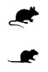 IHC detection kits - Double staining for mouse tissues anti-Mouse and Rat IgG