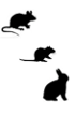 Mouse - Rabbit - Rat