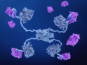 Komplettlösungen für die Proteinexpression