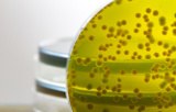 Phytopathology products