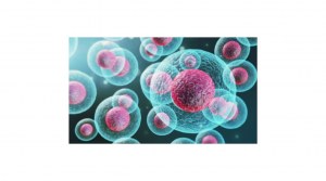CD34+-Stammzellen aus dem Knochenmark