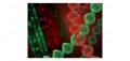 Neodye DNA Rot:  Beste Alternative zu EtBr