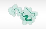 Endothelinpeptide