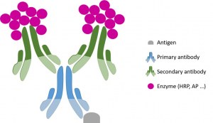 Immunhistochemie (IHC) Allgemeines Protokoll