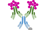One-step IHC Polymer-based detection kits