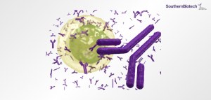 Free Secondary Antibody with Every Primary Antibody Bought